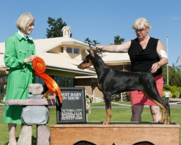 Goldgrove dobermans hot sale